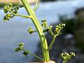 Many-Flowered Figwort